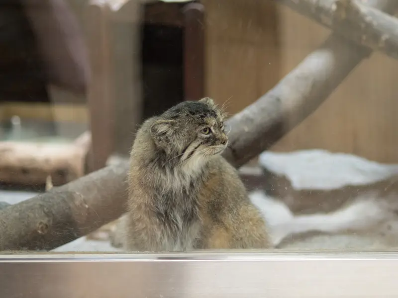 恩賜上野動物園のプリームラの写真