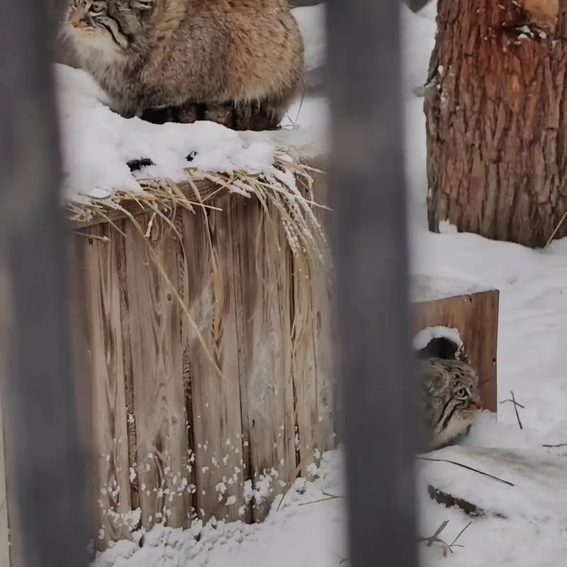 ノヴォシビルスク動物園のマヌルネコの写真