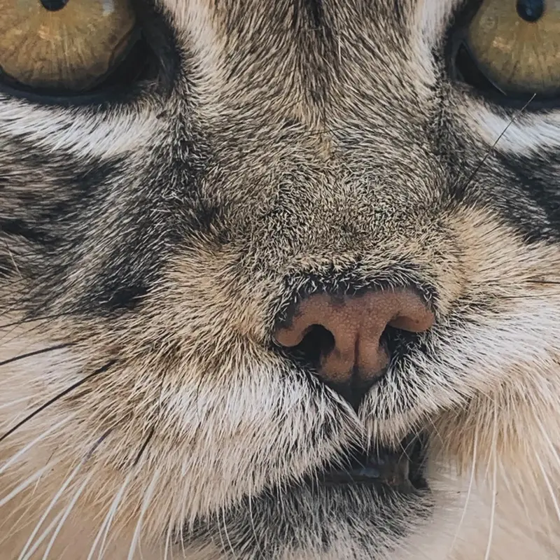 プロジェクト・サバイバルズ・キャット・ヘイブンのガラブの写真