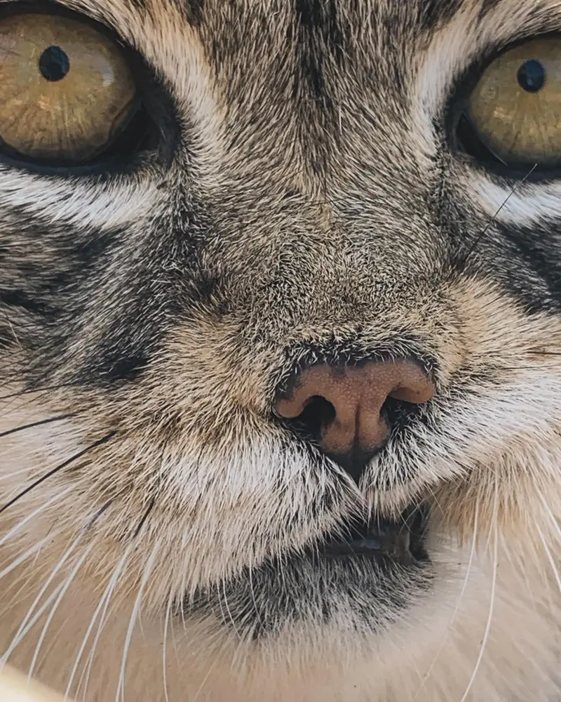 プロジェクト・サバイバルズ・キャット・ヘイブンのガラブの写真