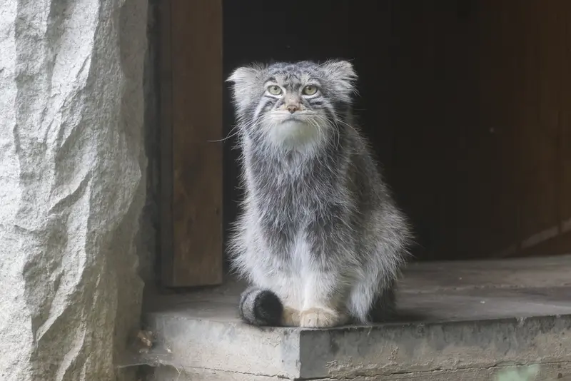 モスクワ動物園のティモフェイの写真