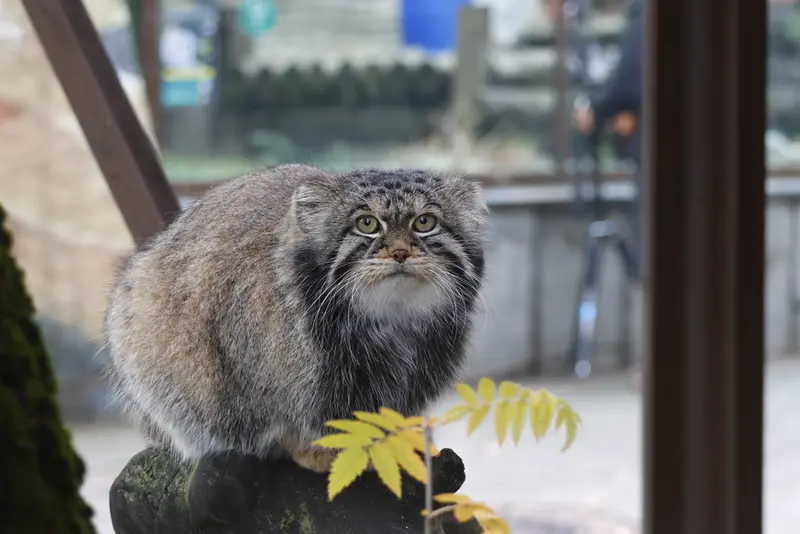 モスクワ動物園のティモフェイの写真