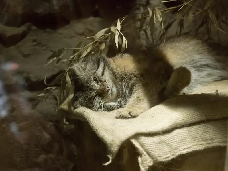 恩賜上野動物園のクリョンの写真