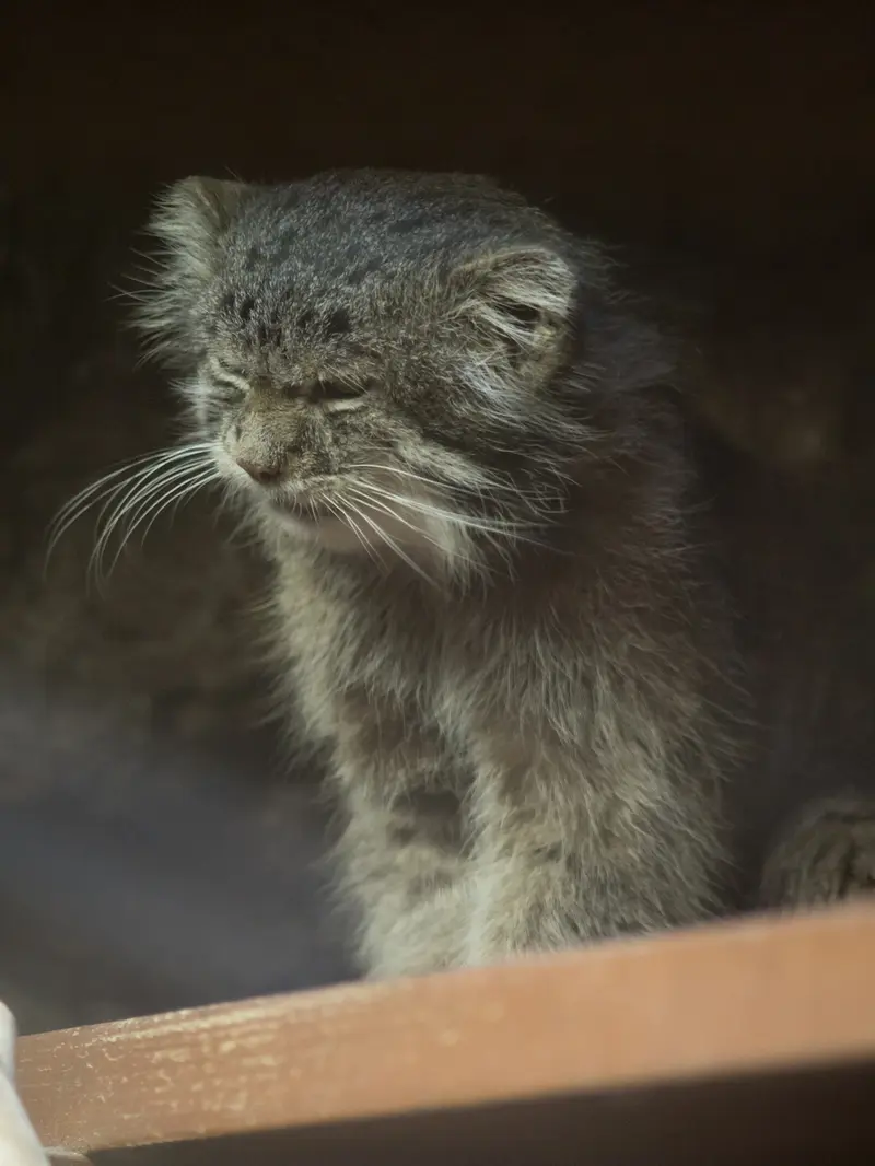 恩賜上野動物園のクリョンの写真