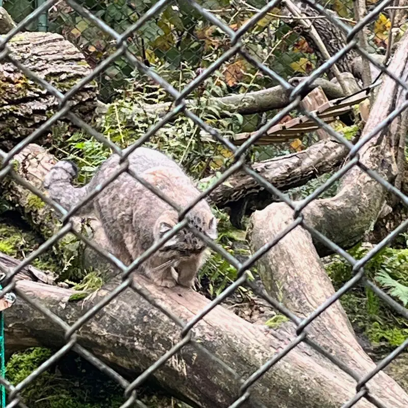 マヌルネコの写真