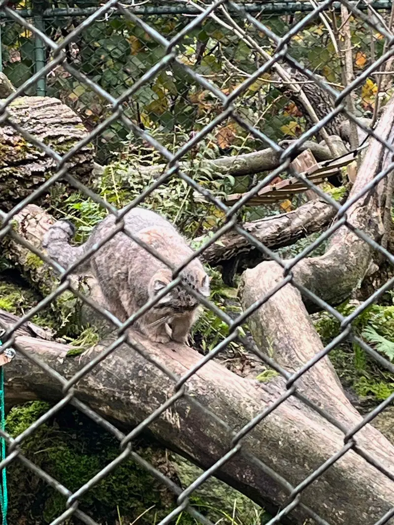 マヌルネコの写真