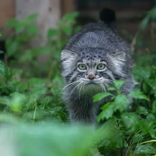 モスクワ動物園のティモフェイの写真