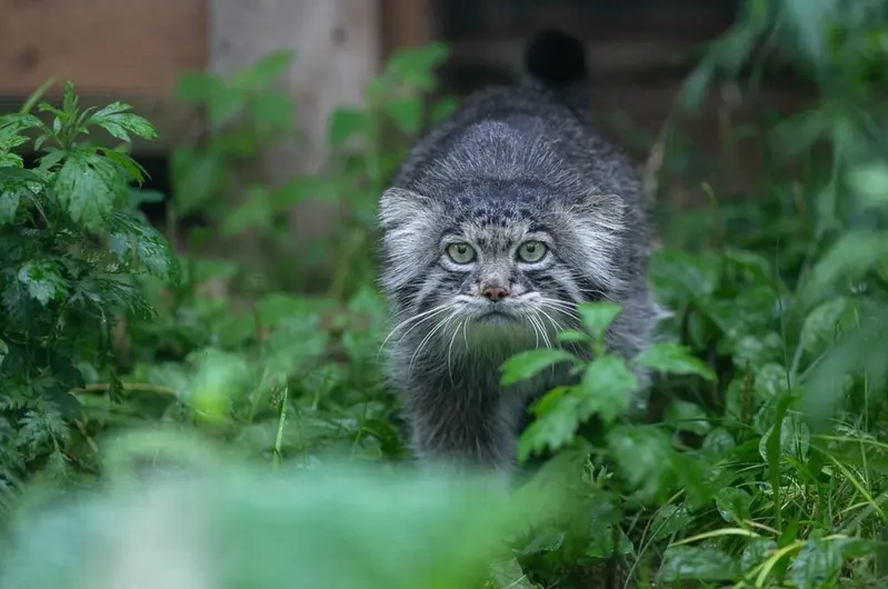 モスクワ動物園のティモフェイの写真