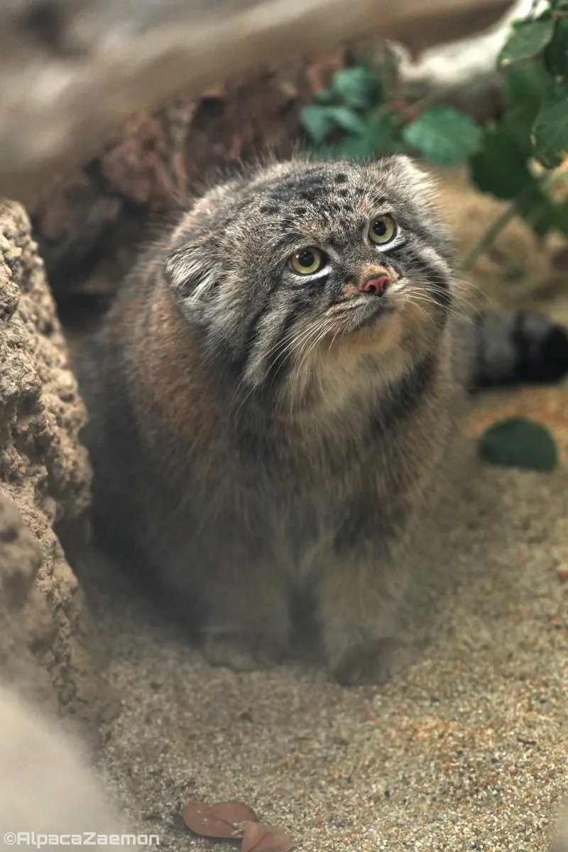 神戸どうぶつ王国のナルの写真