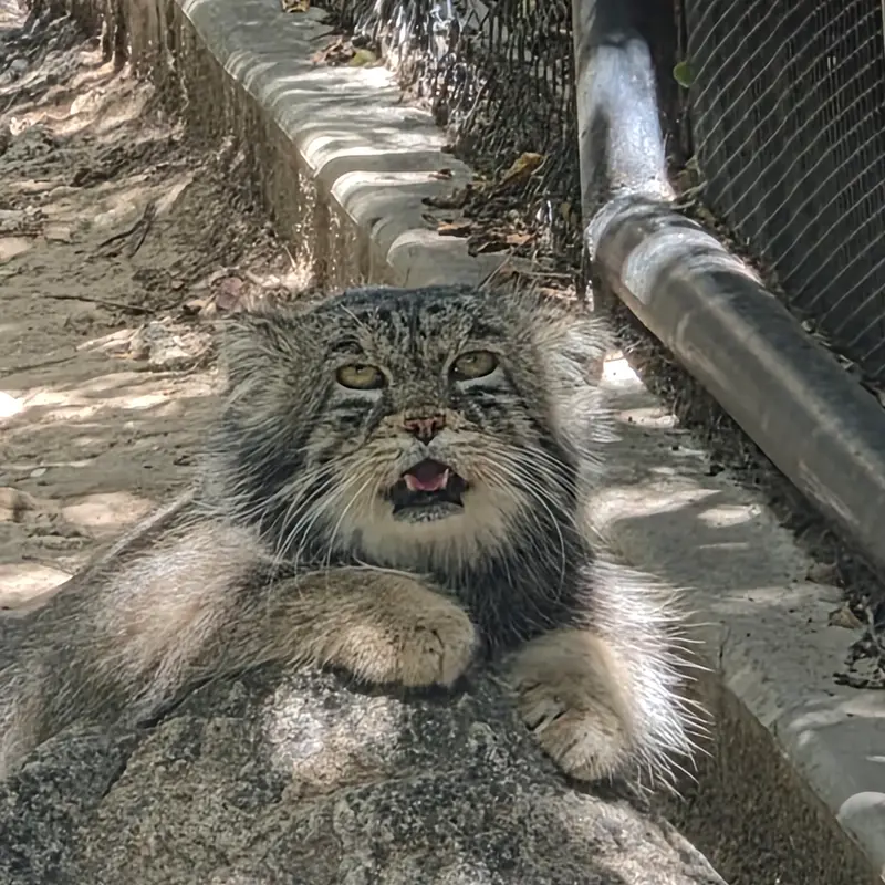 プエブロ動物園のタイ・チーの写真