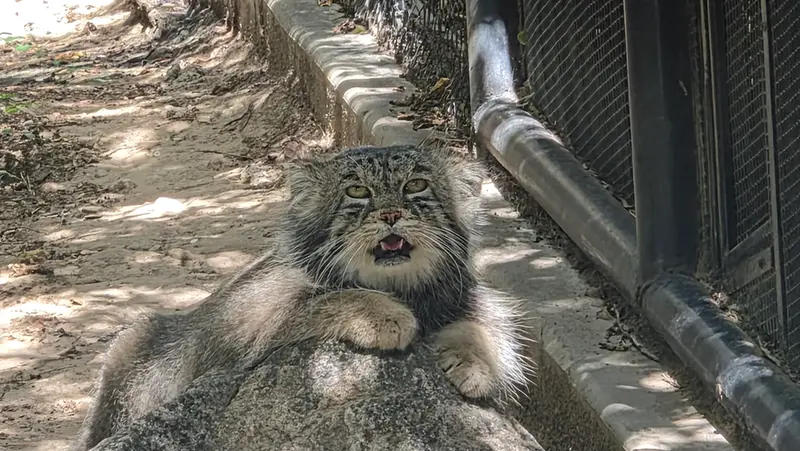 プエブロ動物園のタイ・チーの写真