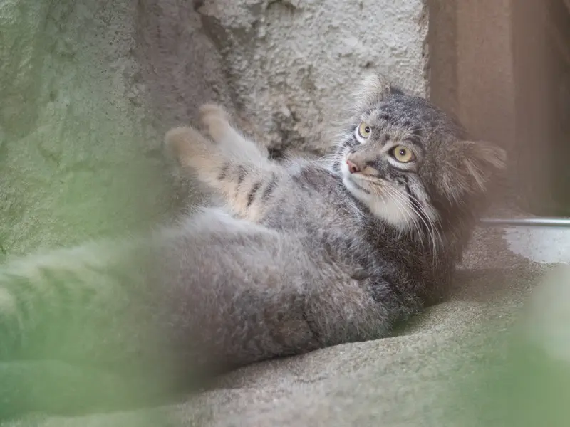 野毛山動物園のフィーガの写真