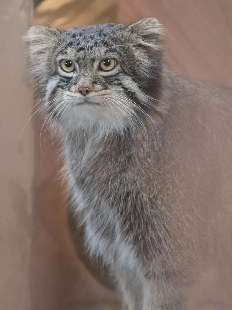 野毛山動物園のフィーガの写真