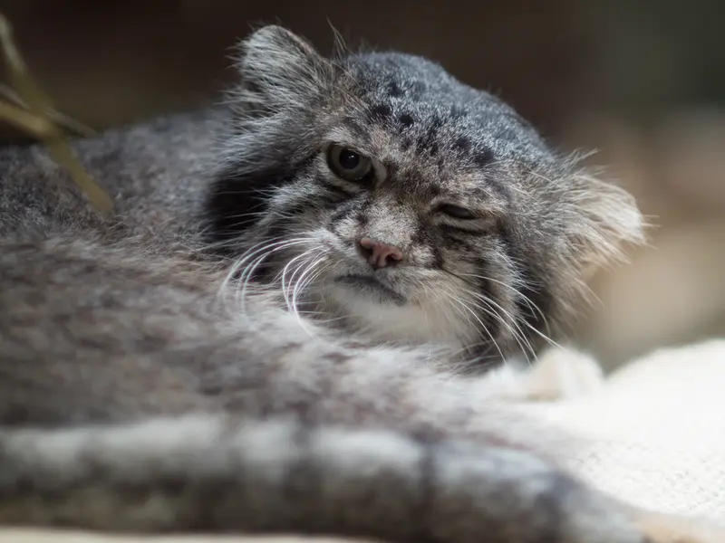 恩賜上野動物園のクリョンの写真