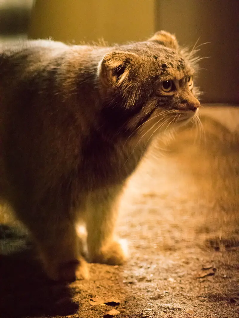 野毛山動物園のフィーガの写真