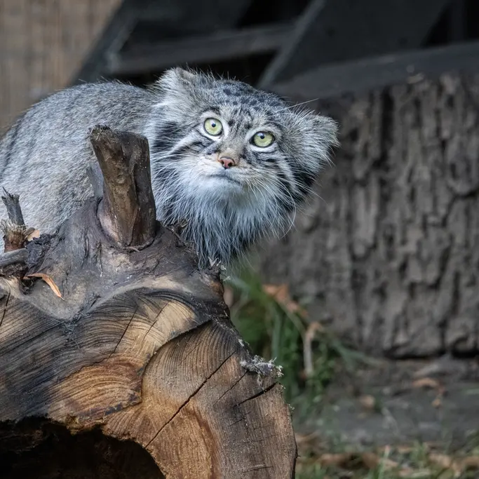 モスクワ動物園のティモフェイの写真