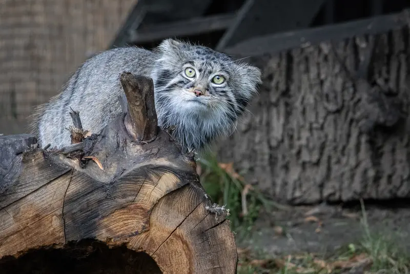 モスクワ動物園のティモフェイの写真