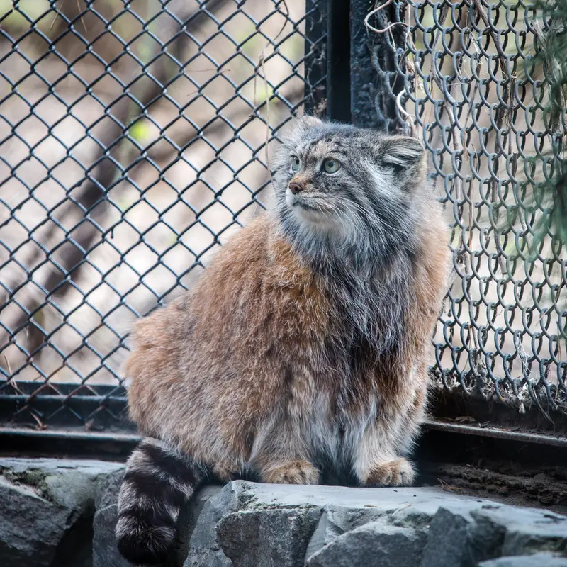 ノヴォシビルスク動物園のラストチカの写真