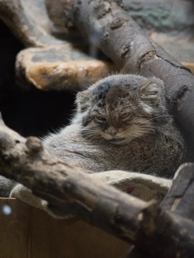 恩賜上野動物園のプリームラの写真