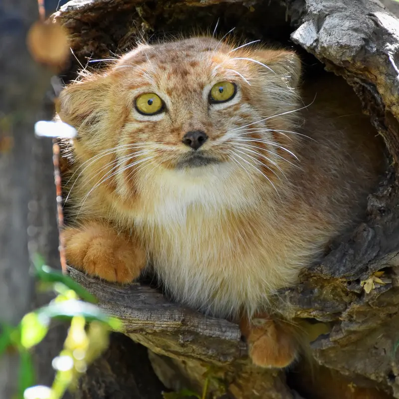⚡️ 動物園に世界初のオレンジ色のマヌルネコが現れました！ 🧡