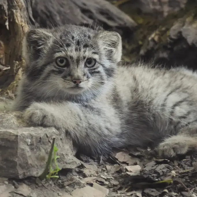 ブダペスト動物園＆植物園のボリス Ⅱの写真