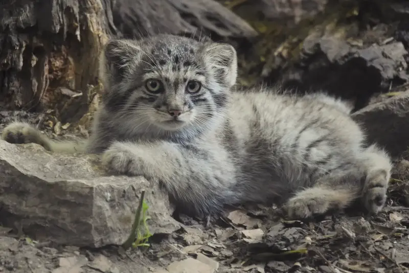 ブダペスト動物園・植物園のボリス Ⅱの写真