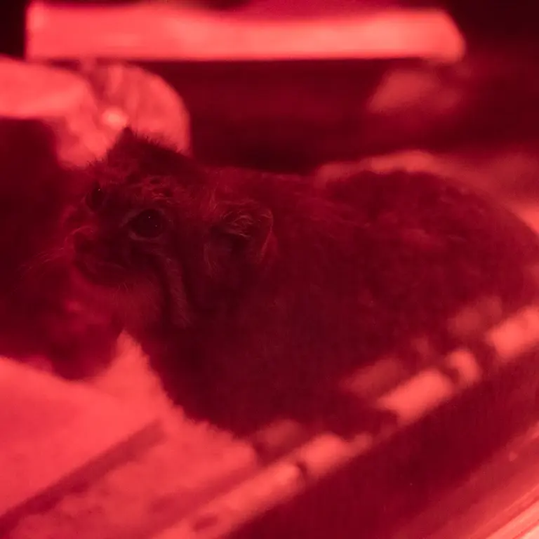 恩賜上野動物園のナイマの写真