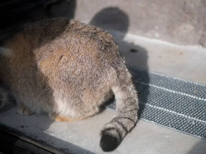 旭山動物園のグルーシャの写真