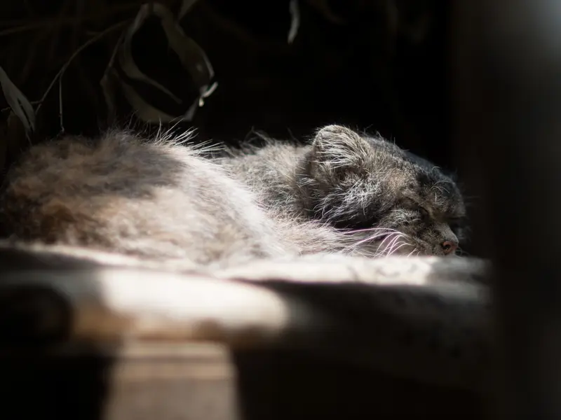 恩賜上野動物園のクリョンの写真