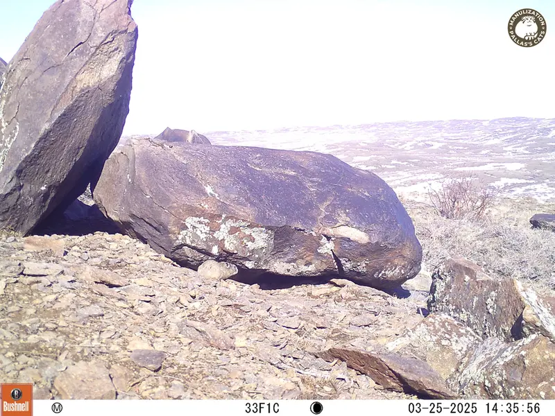 コシュカルカメラトラップで撮影したカザフ・ピカの写真