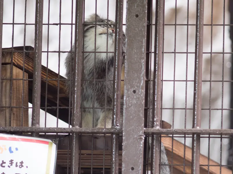 野毛山動物園のフィーガの写真
