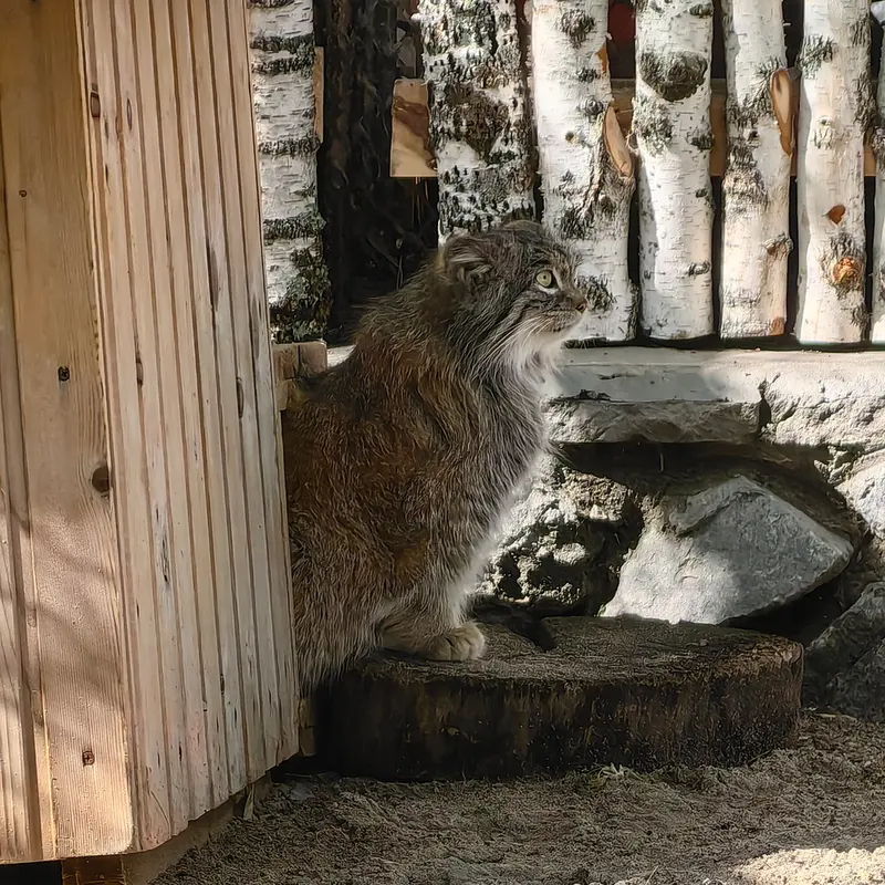 ノヴォシビルスク動物園のスネジンカの写真