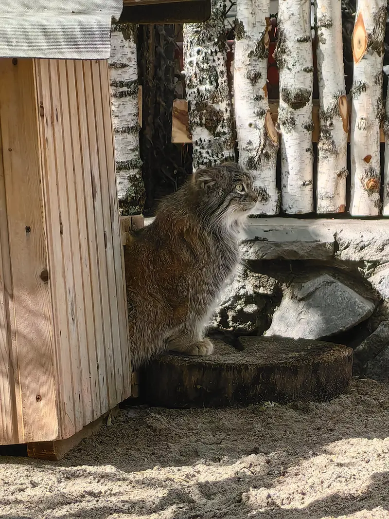 ノヴォシビルスク動物園のスネジンカの写真