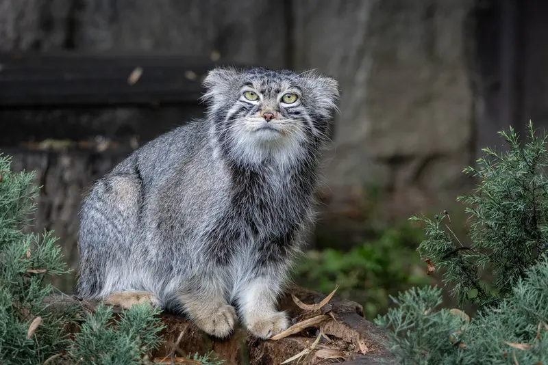 モスクワ動物園のティモフェイの写真