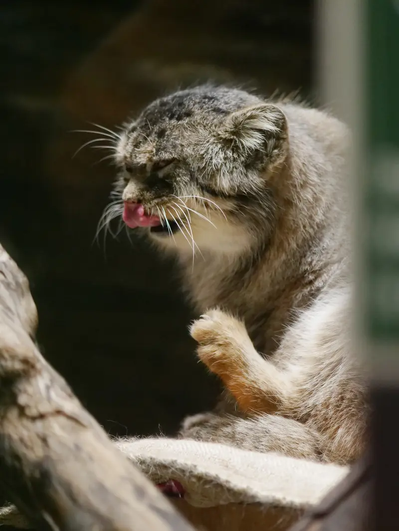 恩賜上野動物園のプリームラの写真