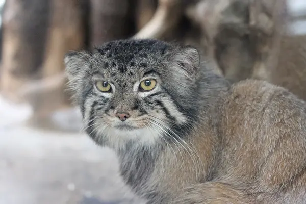 恩賜上野動物園のナイマの写真