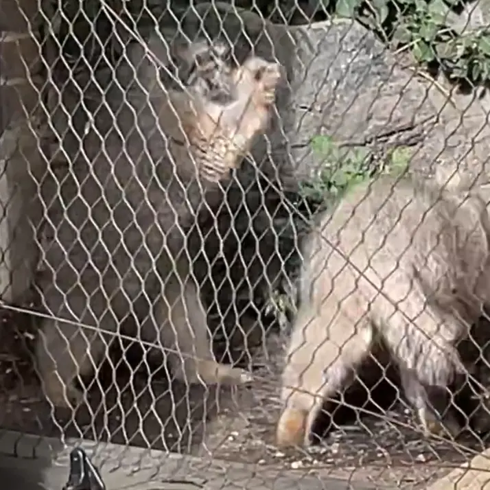 プロスペクト・パーク動物園のサルナイとバトゥの写真