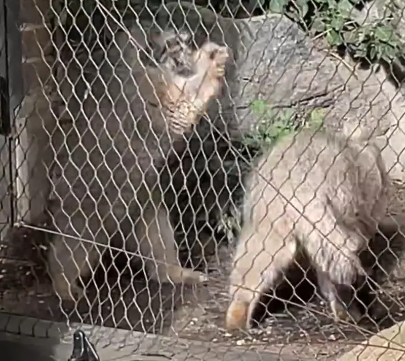 プロスペクト・パーク動物園のサルナイとバトゥの写真
