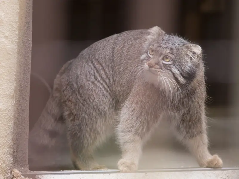 野毛山動物園のフィーガの写真