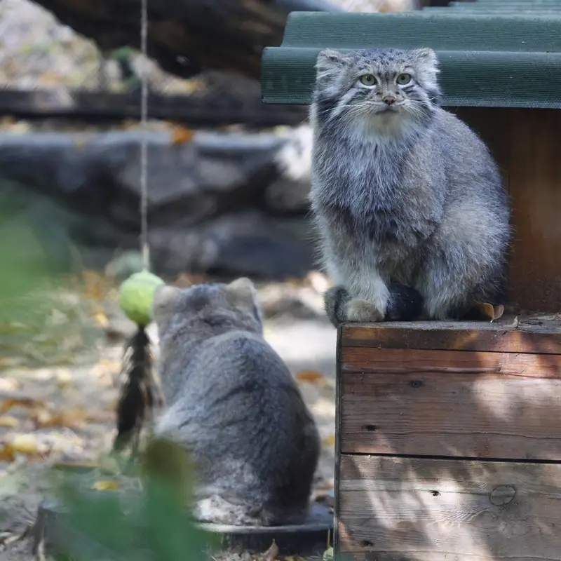 ノヴォシビルスク動物園のスネジャナの写真