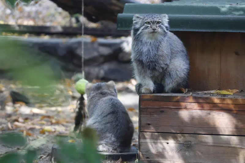 ノヴォシビルスク動物園のスネジャナの写真