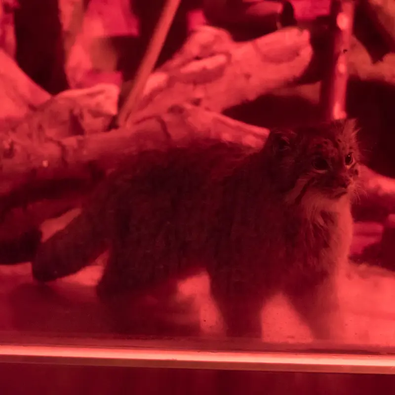 恩賜上野動物園のナイマの写真