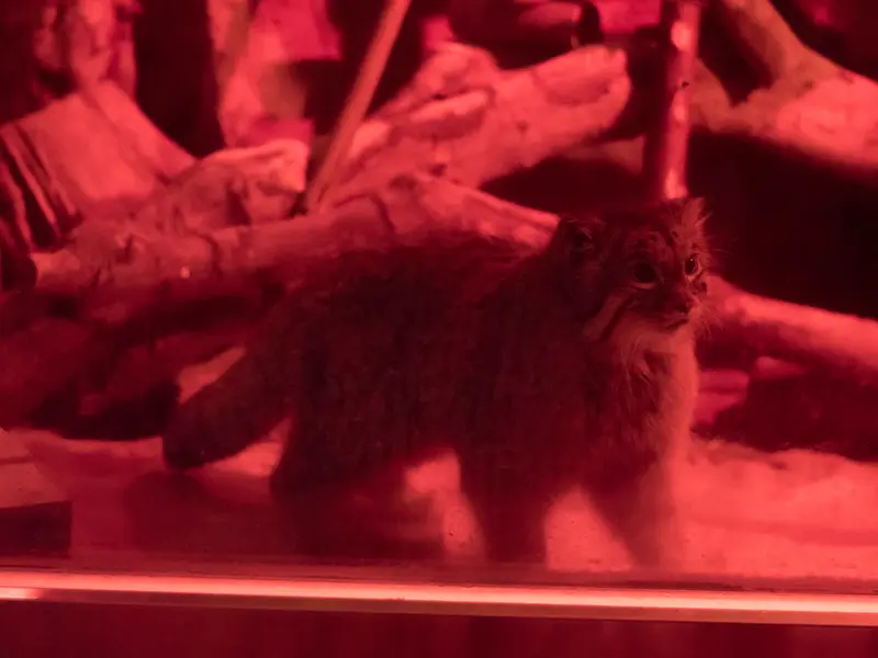 恩賜上野動物園のナイマの写真
