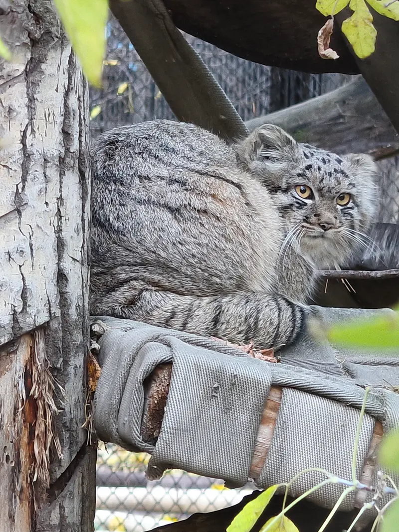 ノヴォシビルスク動物園のマヌルネコの写真