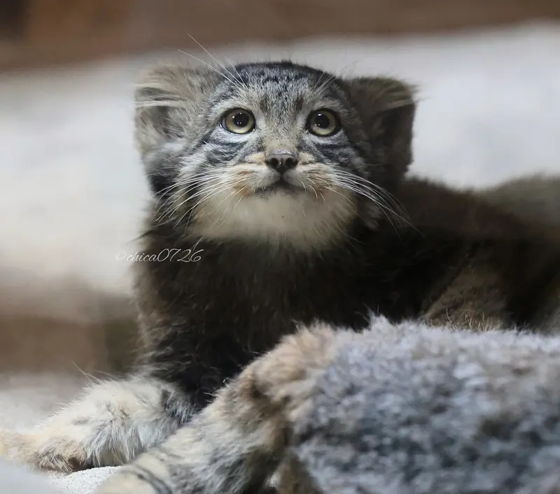 恩賜上野動物園のフィーガの写真