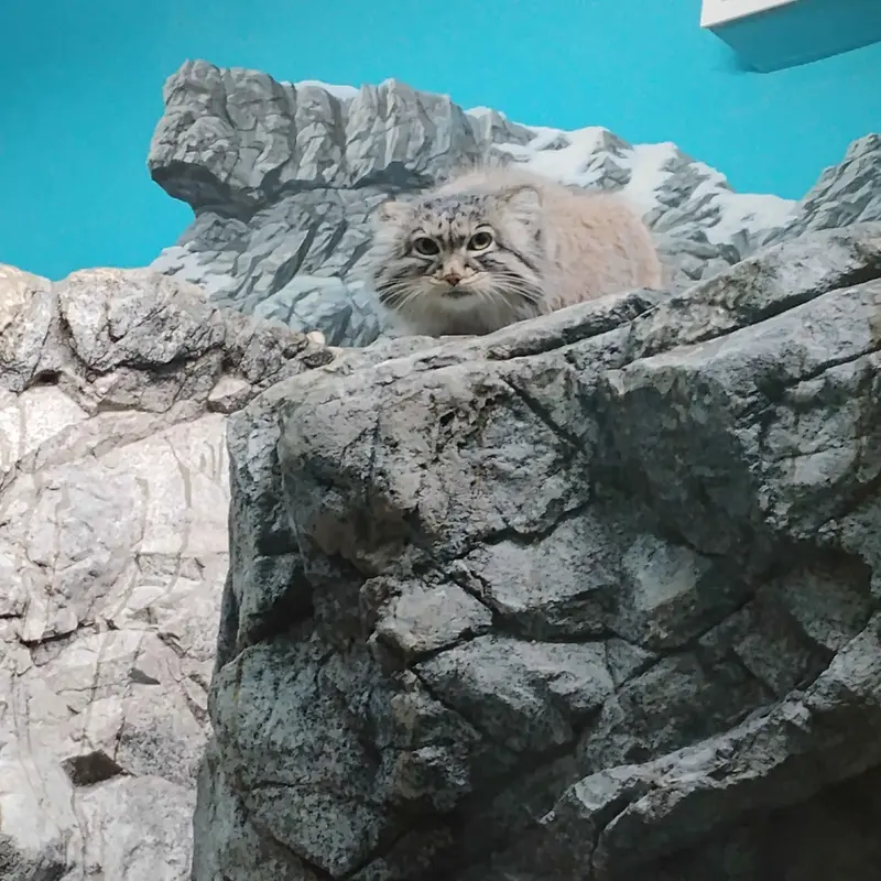シンシナティ動物園のマヌルネコのイザベル