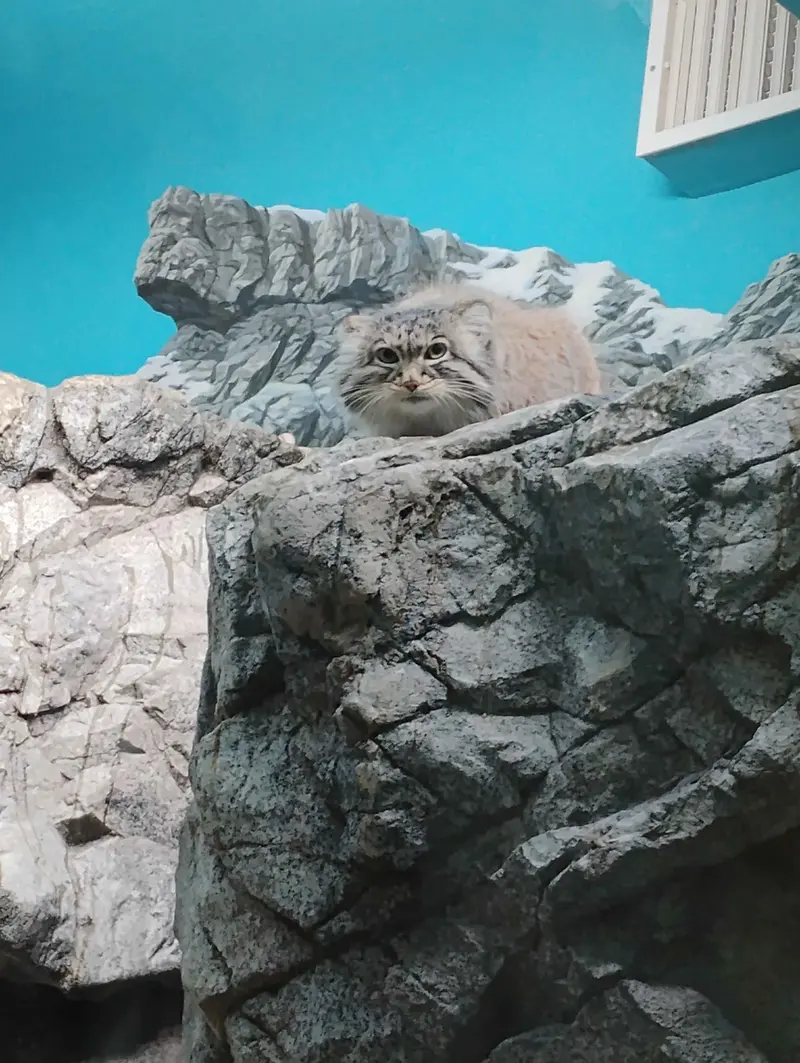 シンシナティ動物園のイザベルの写真