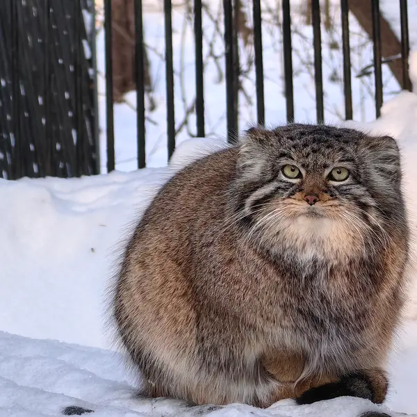 ノヴォシビルスク動物園のゾーシャの写真