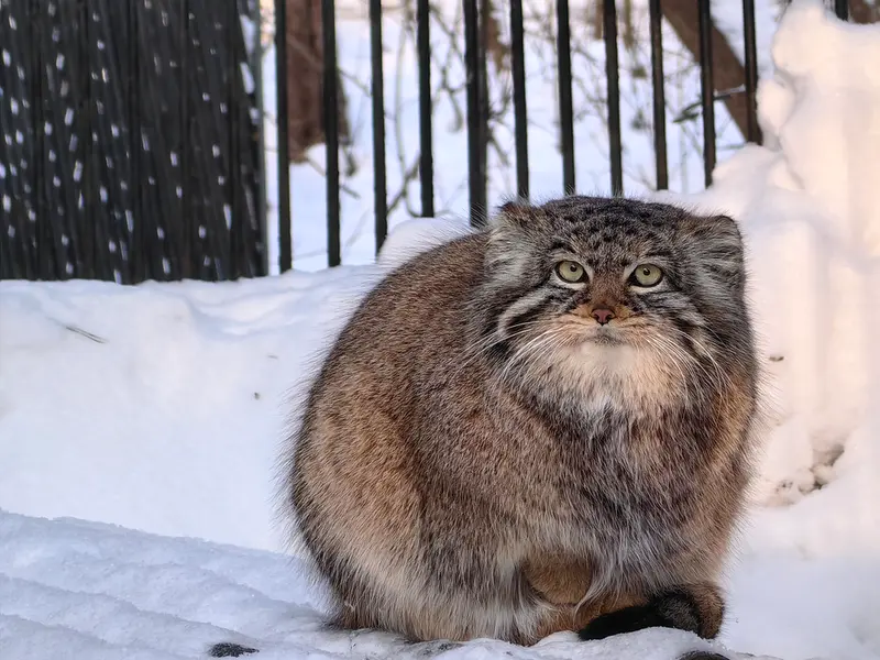 ノヴォシビルスク動物園のゾーシャの写真