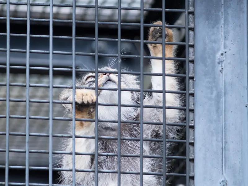 旭山動物園のヒデの写真